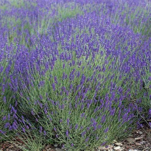 TRUE LAVENDER Seeds PERENNIAL Medicinal Fragrant Heirloom Non-GMO 500 Seeds!