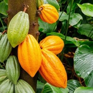 Cacao Tree Seeds for Planting Wet Cocoa Seeds Rare, Exotic Cacao Tree Seeds