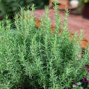 50+Rosemary seeds Evergreen shrub Culinary Perennial Garden Container Herb USA