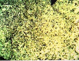 1784219880_s-l500.jpg