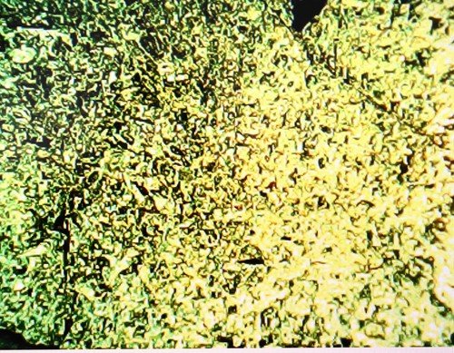 1784219880_s-l500.jpg