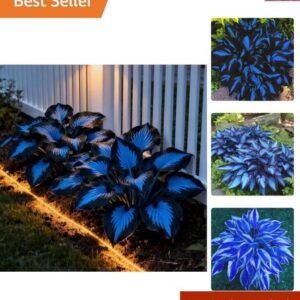220+ Hosta Seeds Blue Perennial for Planting,Hosta Seeds Blue and Black,Rare ...
