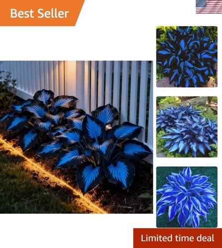 220+ Hosta Seeds Blue Perennial for Planting,Hosta Seeds Blue and Black,Rare ...