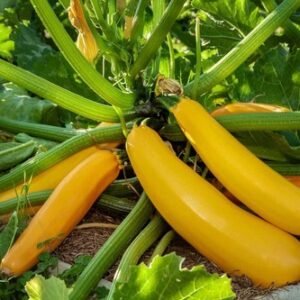 Golden Zucchini Summer Squash Seeds, Goldmine Zucchini, NON-GMO, FREE SHIPPING
