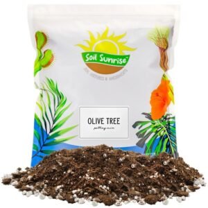 Olive Tree Potting Soil Mix to Plant Repot and Grow Olive Bushes / Plants