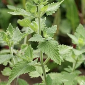 1500+ Catnip Seeds (Nepeta cataria) - Herb Seeds | USA FREE SHIPPING!