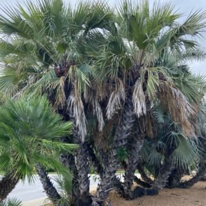 Hyphaene coriacea Seeds - Ilala Palm Seeds!