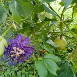 10 Maypop Seeds