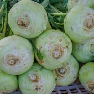 Superschmelz Giant White Kohlrabi Seeds | Heirloom Non-GMO | Fresh Garden Seeds