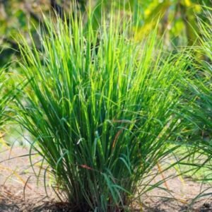 300+ Lemon Grass Seeds - Culinary Herb Seeds FRESH Non-GMO - repels mosquitos