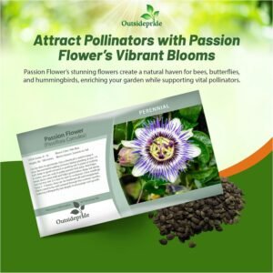 100 Seeds Passion Flower Seeds - Passiflora Caerulea Flower Seed