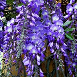 100 VIPERS BUGLOSS Seeds (Echium vulgare) Hardy Garden Perennial Flower Plant