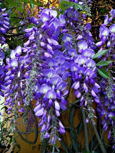 100 VIPERS BUGLOSS Seeds (Echium vulgare) Hardy Garden Perennial Flower Plant