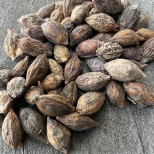 30 Seeds Madagascar Almond Seeds Terminalia Mantaly For Planting