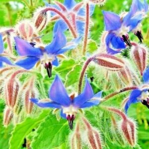 200+ BORAGE SEEDS ⭐ BLUE STARFLOWER | POLLINATOR | NON-GMO | HERB FREE SHIPPING