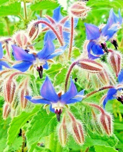 200+ BORAGE SEEDS ⭐ BLUE STARFLOWER | POLLINATOR | NON-GMO | HERB FREE SHIPPING