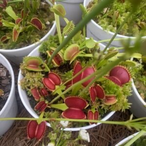 100+ Venus Flytrap seeds + Maxsea plant food
