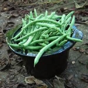 Blue Lake Bush Snap Bean Seeds, Heirloom Seeds - NON GMO, A kitchen favorite.