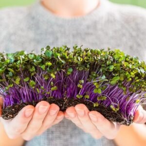 Ice Plant Ground Cover Seeds Perennial | Non-GMO Garden Seeds
