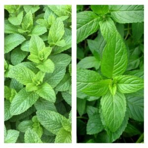 Mixed Mint Seeds 500++ Peppermint + spearmint herb NON-GMO Heirloom Vegetable !