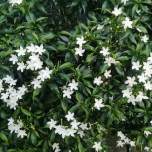100 Star Jasmine Seeds Climbing Vine Fragrant Flower Cold Hardy Garden Planting