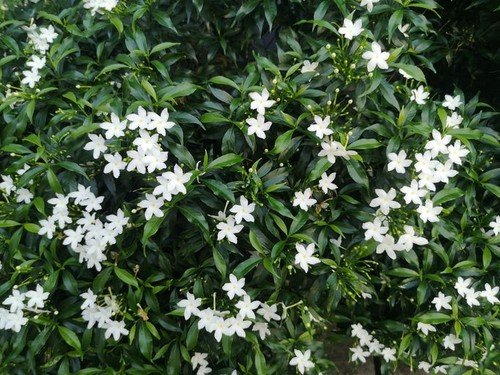 100 Star Jasmine Seeds Climbing Vine Fragrant Flower Cold Hardy Garden Planting
