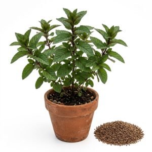 1100 Chocolate Mint Seeds - Delightful Cocoa Aroma - Perfect for Baking