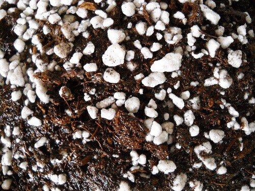 ORGANIC Potting Soil Mix Sphagnum Peat Moss 50% & Perlite 50% - 5 cups-
