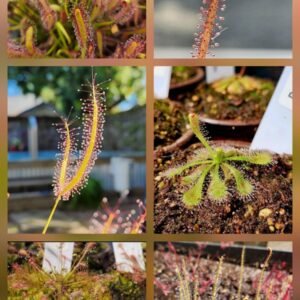 SUNDEW MIXED SEEDS 100+ Seeds