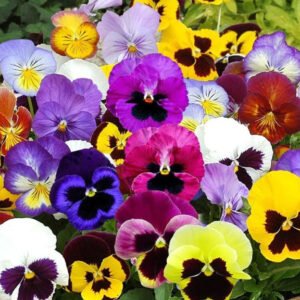 PANSY MIX Heirloom Garden Viola Pollinators GroundCover Edible Non-GMO 200 Seeds