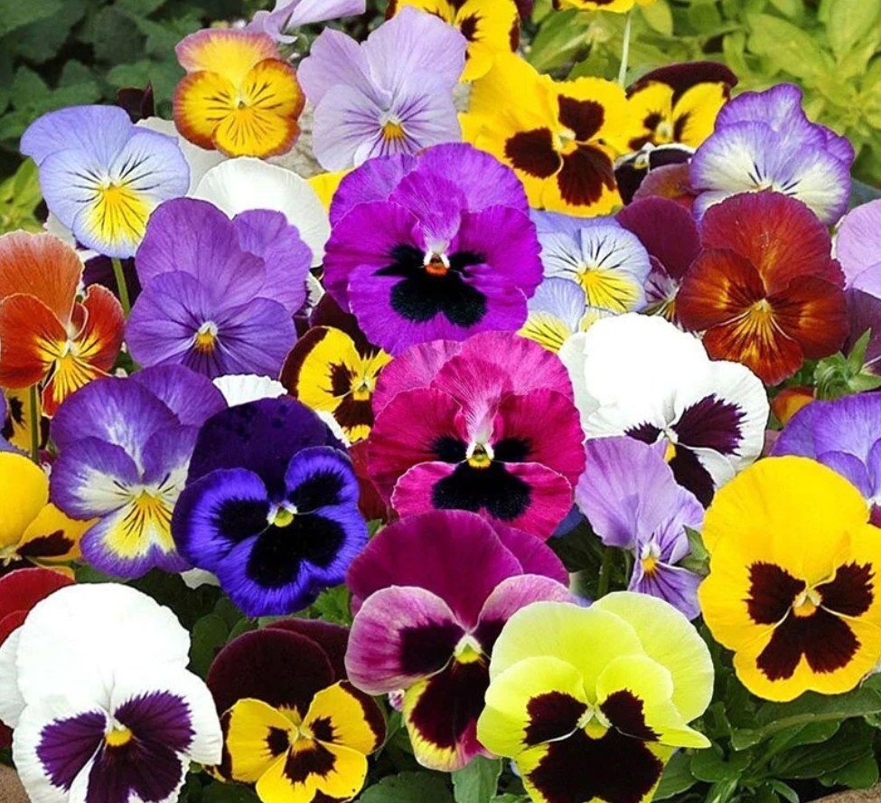 PANSY MIX Heirloom Garden Viola Pollinators GroundCover Edible Non-GMO 200 Seeds