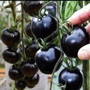 Black Cherry Tomato Seeds Heirloom Non GMO Sweet Juicy Garden Planting 50 Seeds