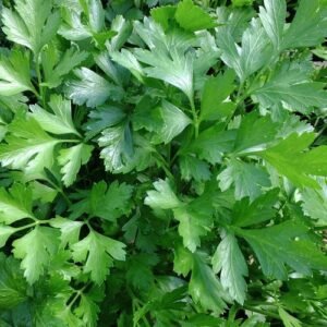 Italian Giant Parsley Seeds, NON-GMO, Heirloom, Flat-Leaf Parsley, FREE SHIPPING