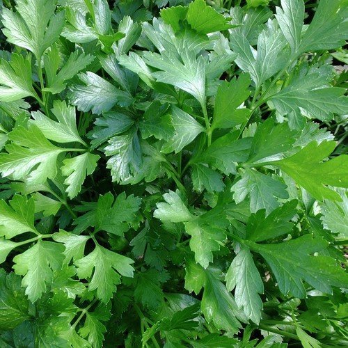 Italian Giant Parsley Seeds, NON-GMO, Heirloom, Flat-Leaf Parsley, FREE SHIPPING