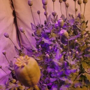 TRUE Galania Izmir Afghan Special Poppy Seeds 1500 Count Indoor/Outdoor
