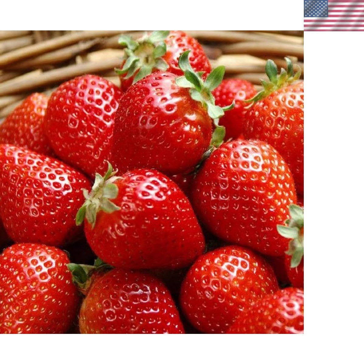 300PCS Giant Strawberry Seeds Everbearing Fragaria Fruit Seeds