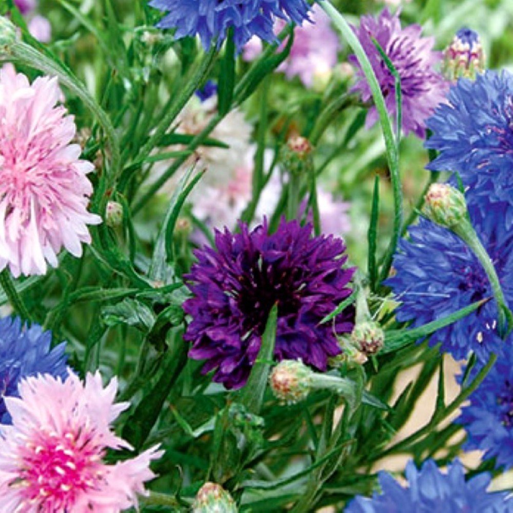 Bachelor Button Cornflower Mixed Seeds | NON-GMO | Heirloom | Fresh Garden Seeds