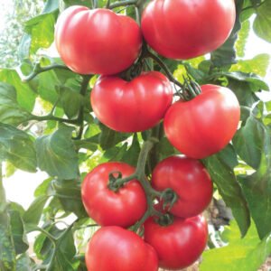 Beefsteak Heirloom Tomato Seeds, NON-GMO, Slicing Tomato, FREE SHIPPING