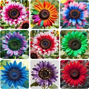 100+ Exotic Sunflower Seeds for Planting Rare Bright Sunflowers Non-GMO Heirloom