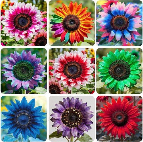 100+ Exotic Sunflower Seeds for Planting Rare Bright Sunflowers Non-GMO Heirloom