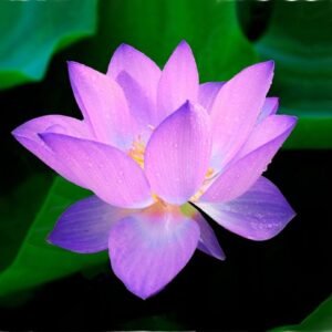 60 Pcs Mix Bonsai Bowl Lotus Seeds Water Lilys Flower Plant Lotus Seeds