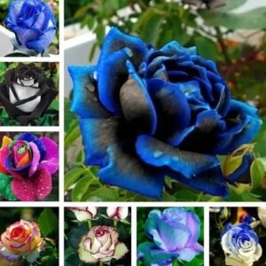 20 EXOTIC RARE ROSE SEEDS home garden flower plant bush diy sun Rosas hybrid tea