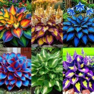 Hosta Seeds Perennial Shade Garden Plant Easy Grow Outdoor Flowers 295+PCS