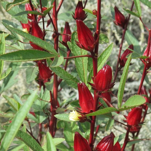 Red Hibiscus Roselle Seeds - For 2026 Planting Hibiscus Sabdariffa Burmese Chin