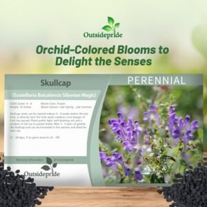 200 Seeds Skullcap Seeds - Baical Skullcap Herb Seed