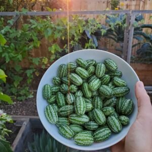 Cucamelon Seeds, Mexican Sour Gherkin, Mouse Melon, NON-GMO, Heirloom, FREE SHIP