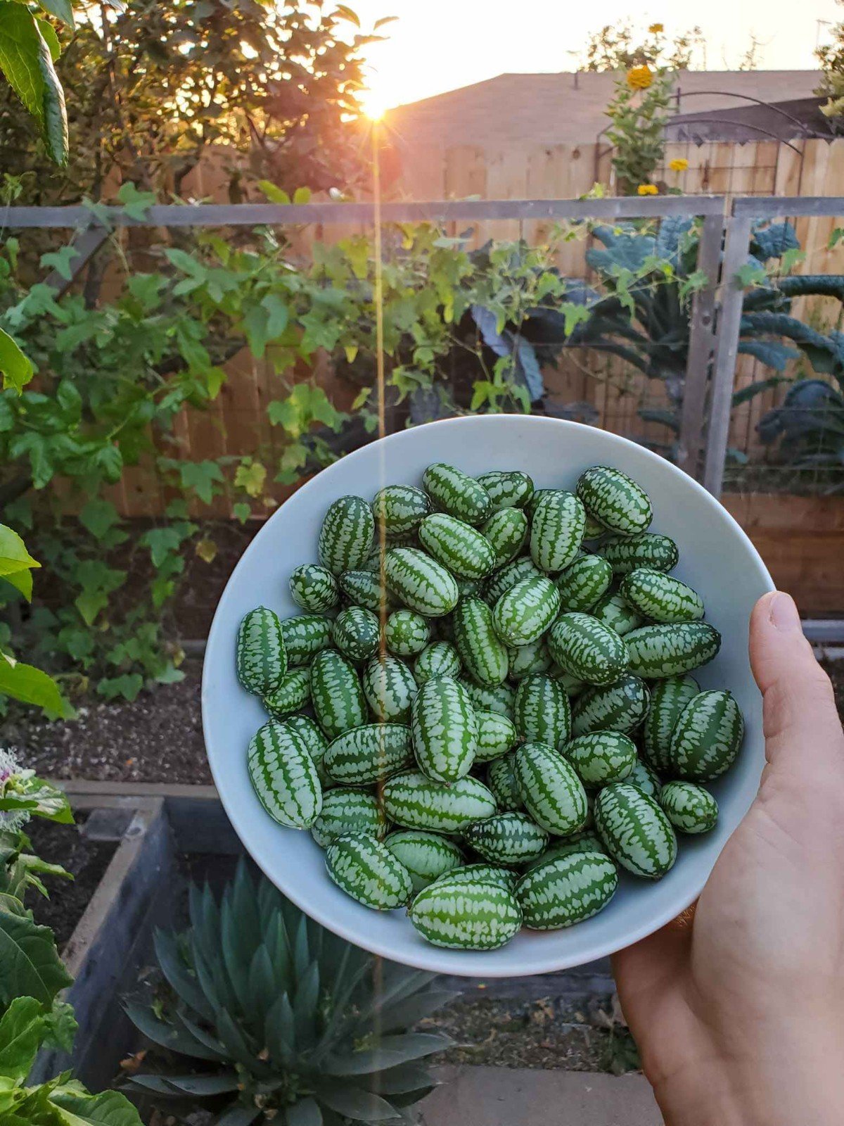 Cucamelon Seeds, Mexican Sour Gherkin, Mouse Melon, NON-GMO, Heirloom, FREE SHIP