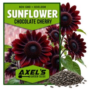 Sunflower Seeds for Planting - Vibrant Non-GMO Heirloom Rare, Chocolate Cherry