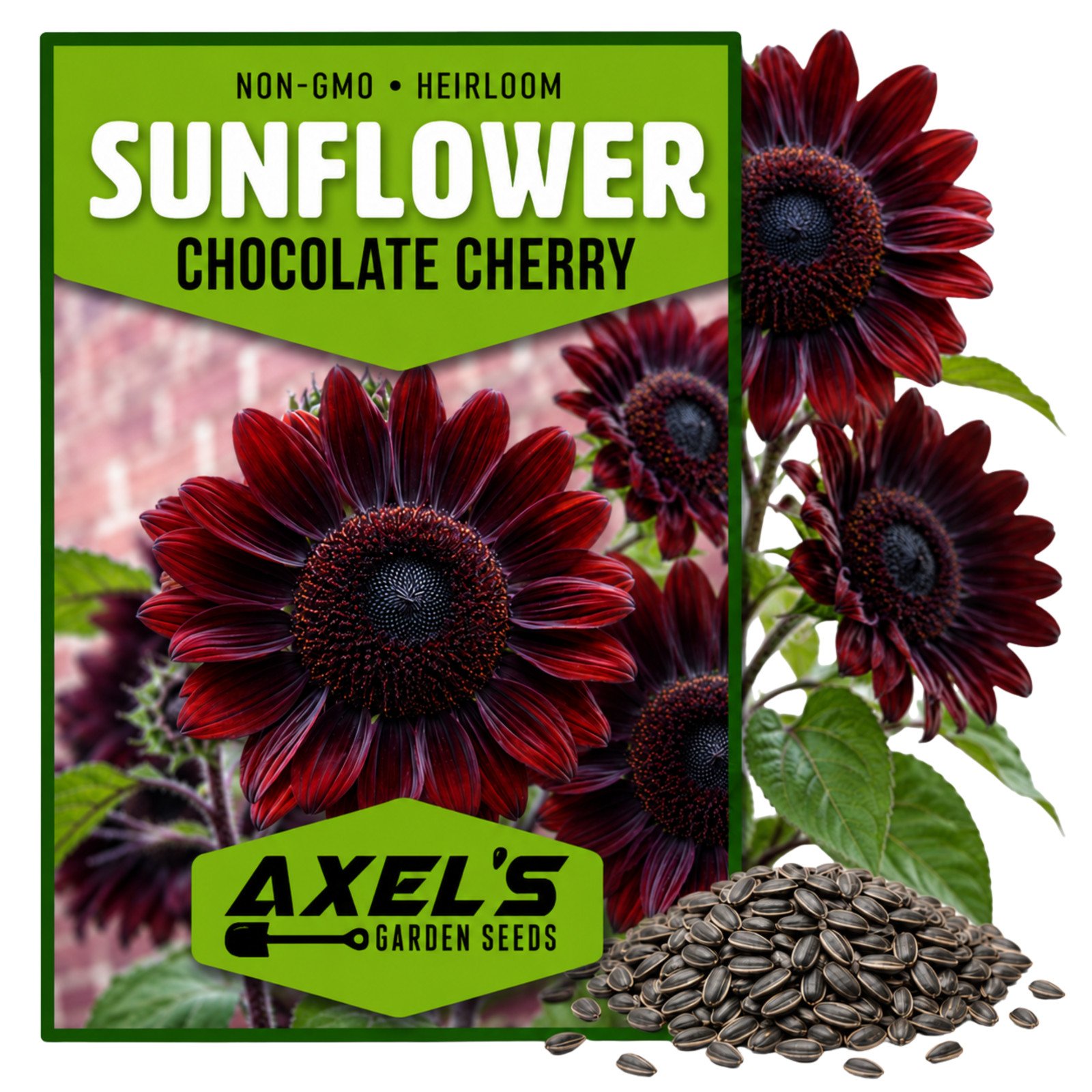 Sunflower Seeds for Planting - Vibrant Non-GMO Heirloom Rare, Chocolate Cherry