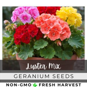 100+ Geranium Seeds -Luster Mix- Fragrant - Fresh Flower Seeds Non GMO